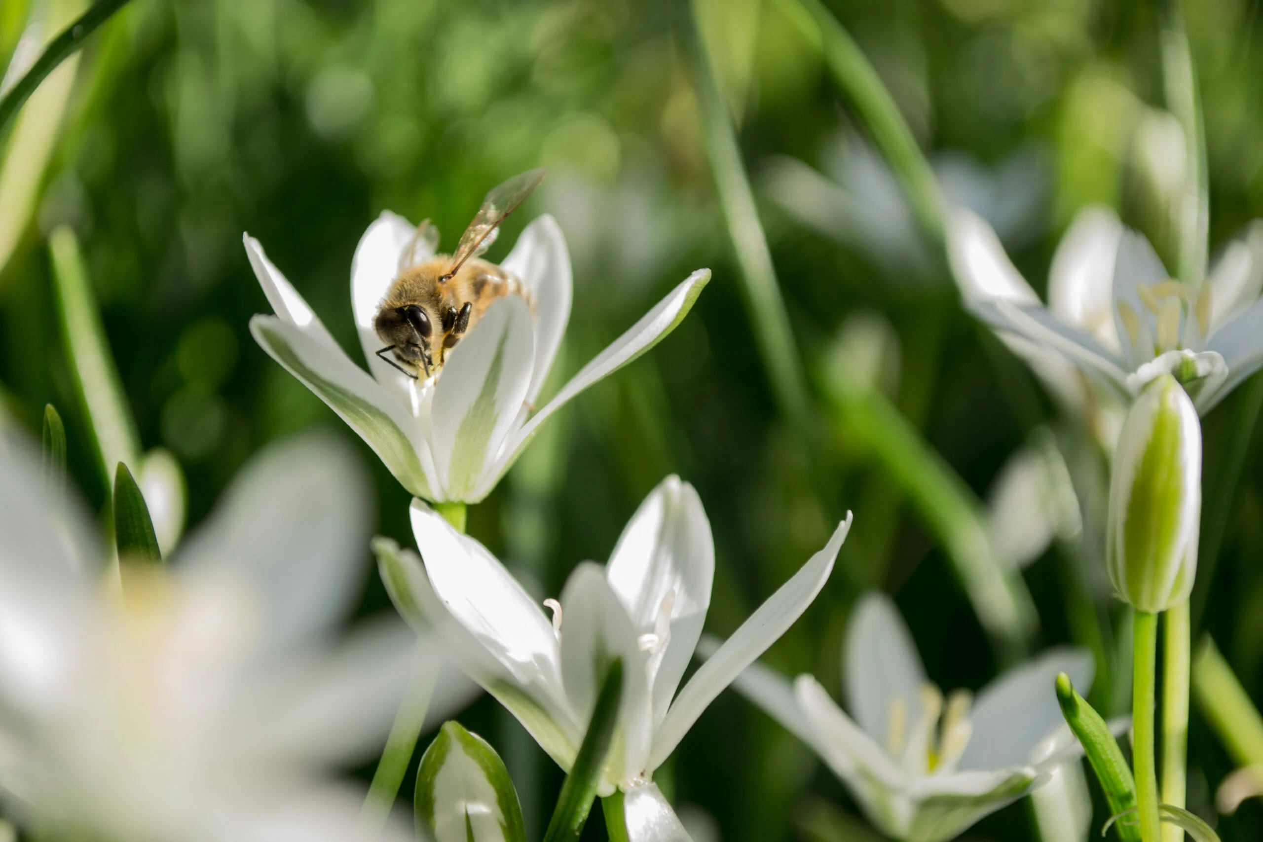 Ape su un fiore raccoglie nettare per il miele