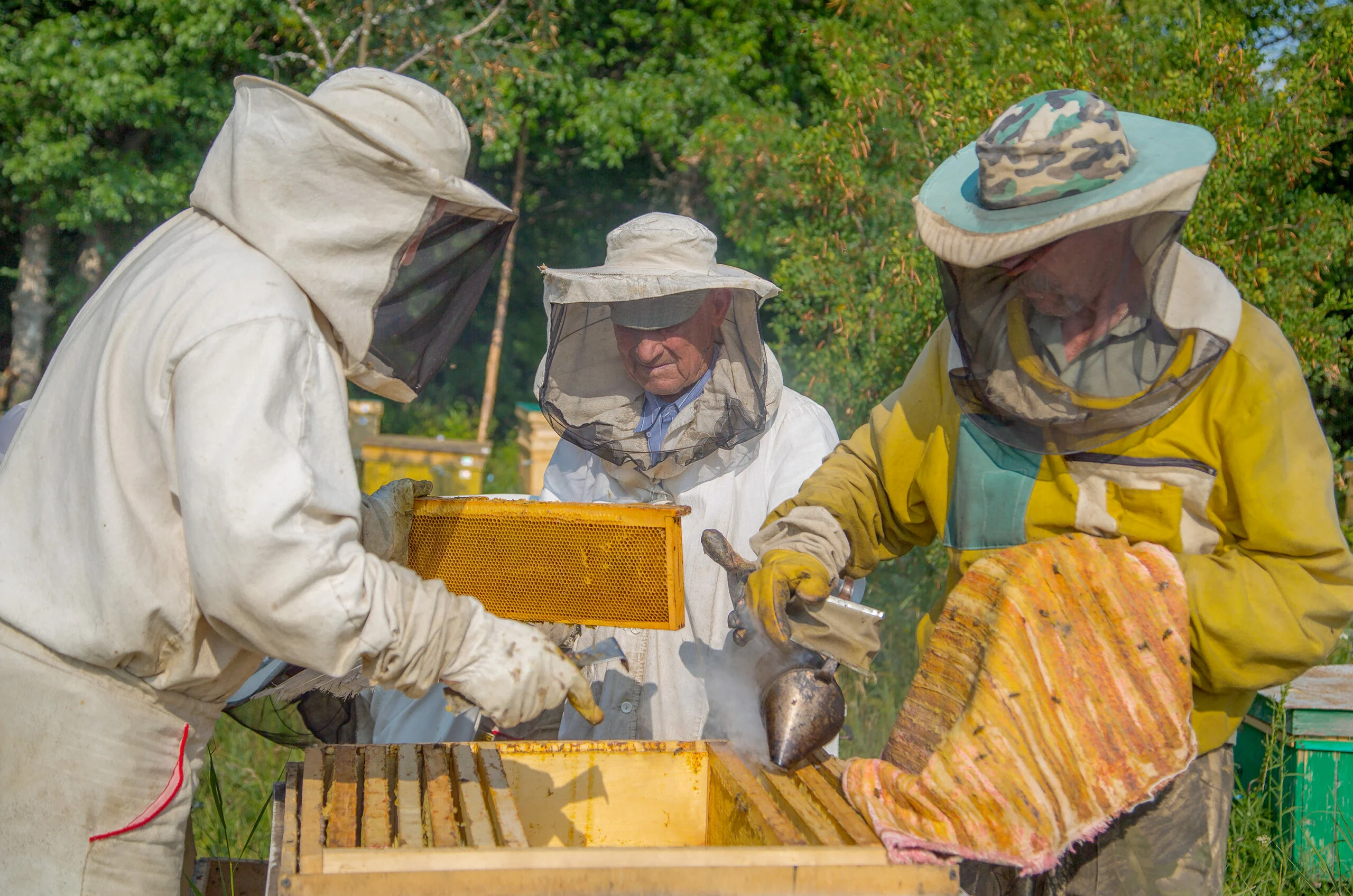 Apicoltore che raccoglie il miele dai favi per produrre l'idromele