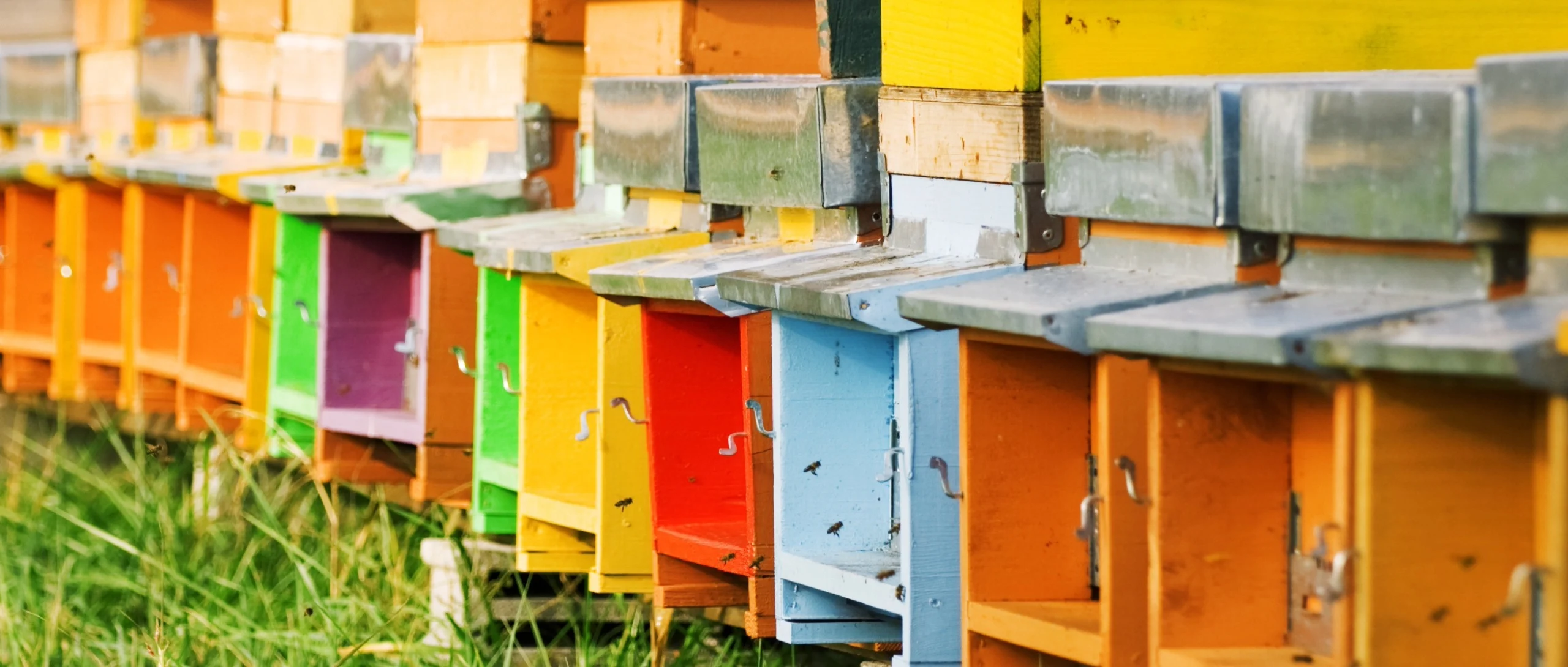 Arnie di Idromele dei Taurini immerse nel verde Arnie di Idromele dei Taurini immerse nel verde