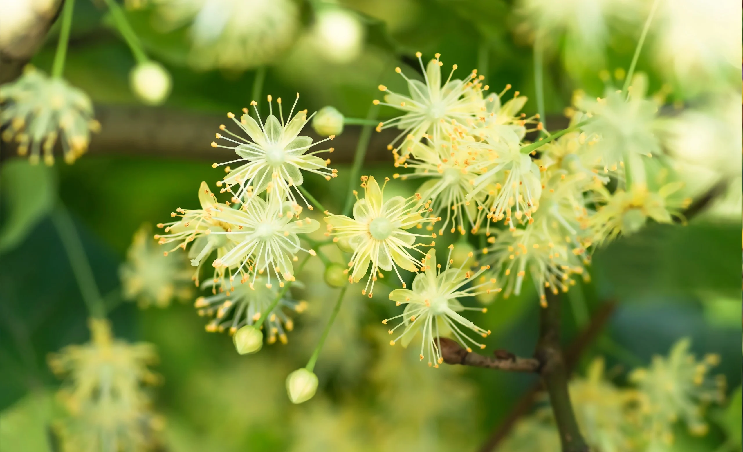Flora apistica: Fiori di Tiglio