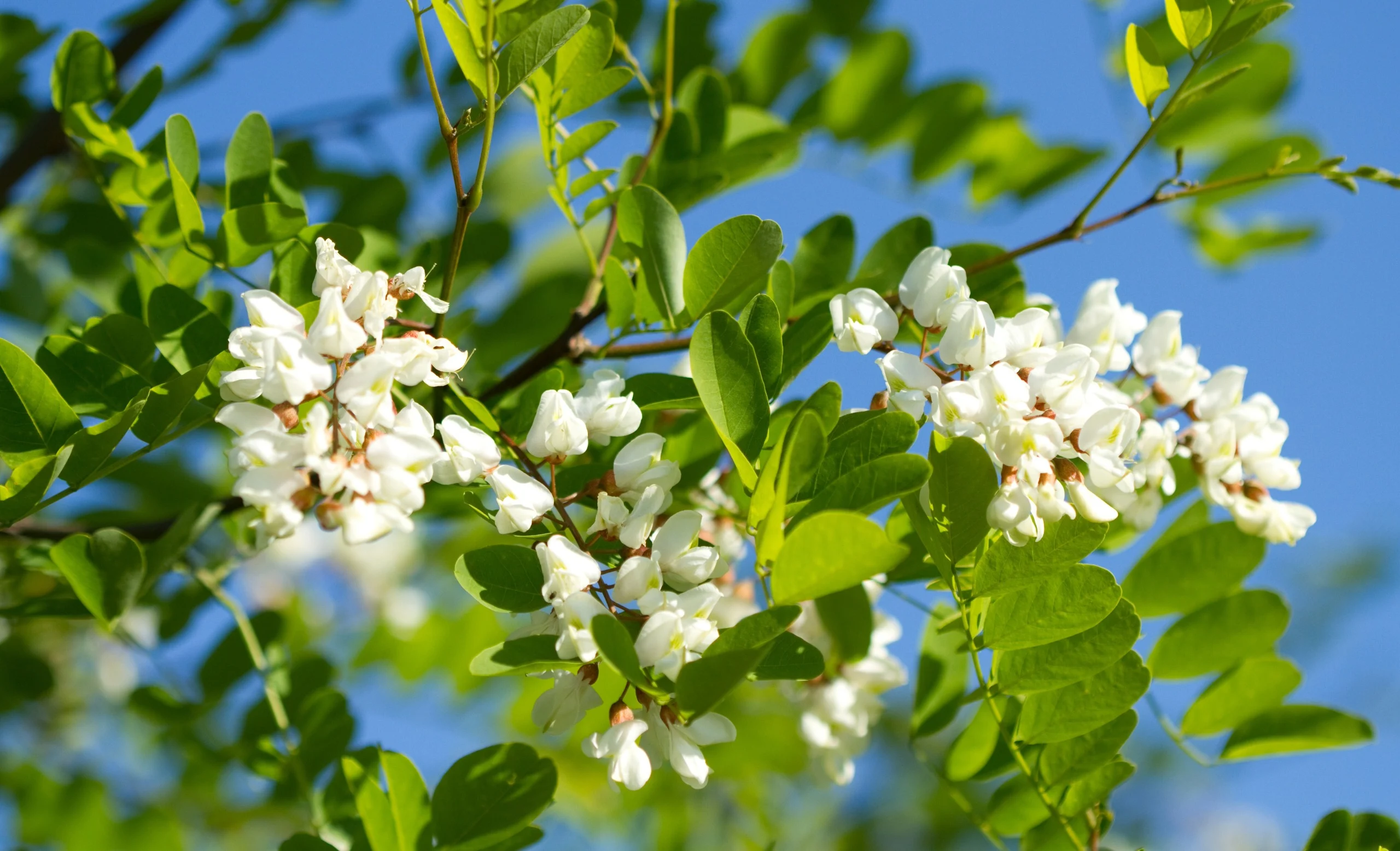Flora apistica: Fiori di Acacia