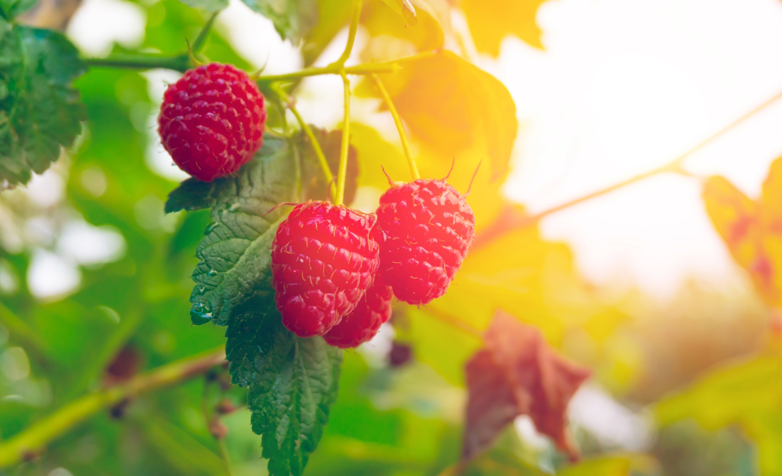 Flora apistica: Bacche di Lampone
