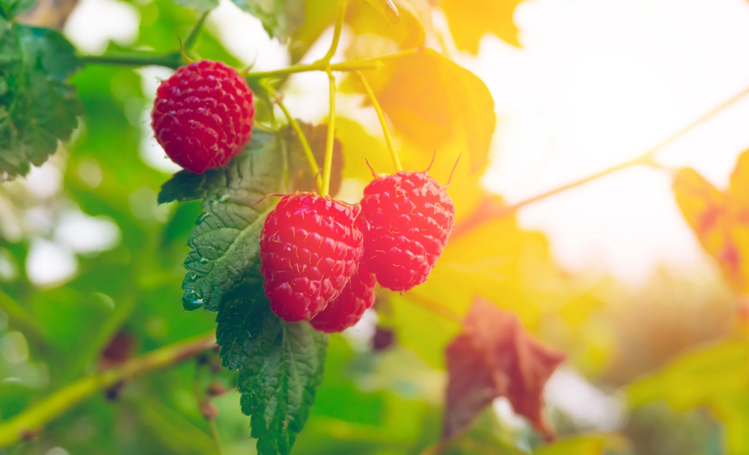 Flora apistica: Bacche di Lampone
