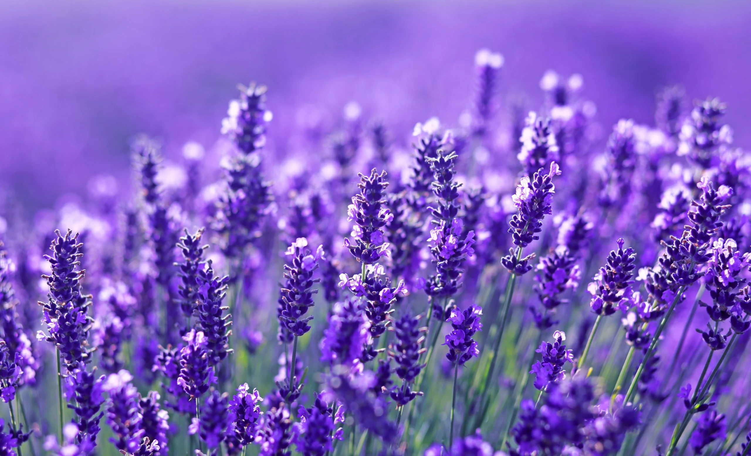 Flora apistica: fiore di Lavanda