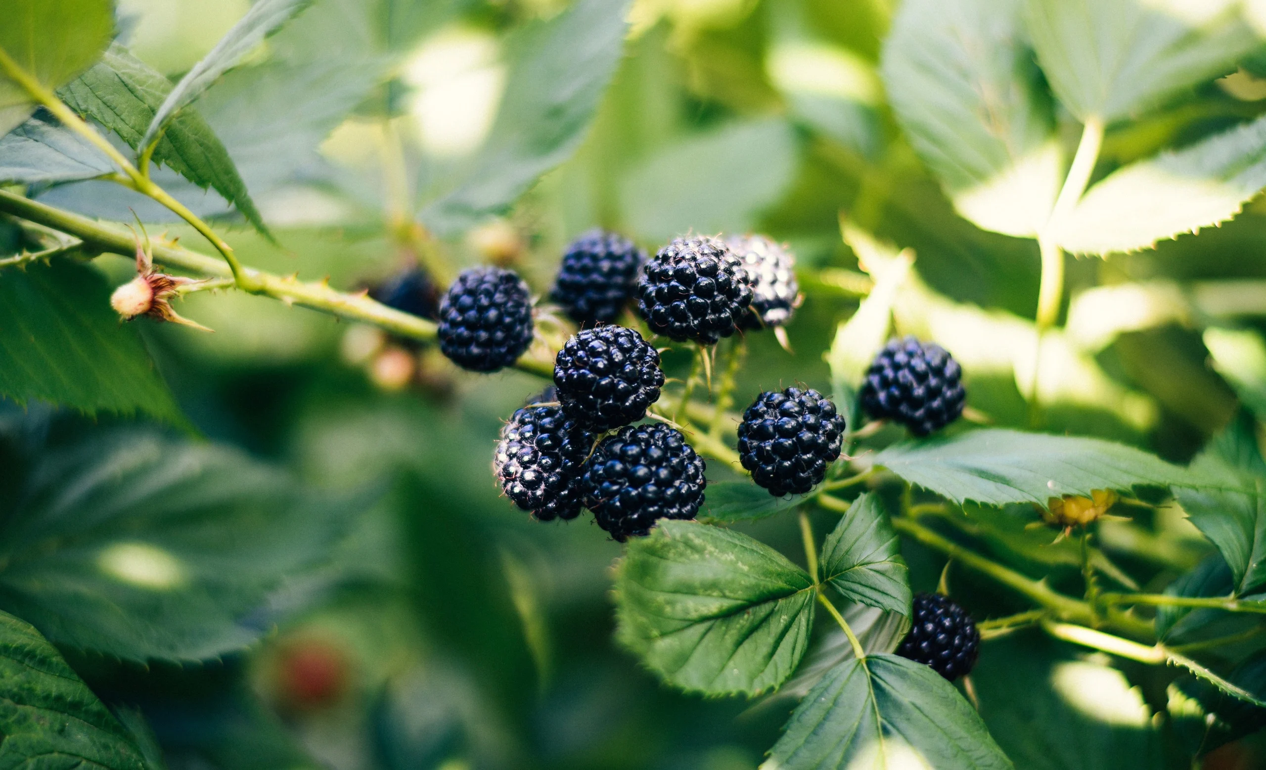 Flora apistica: Bacche di Mora